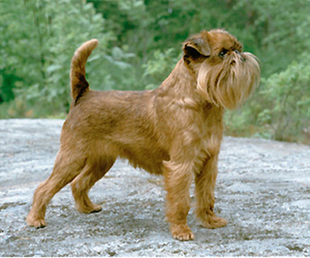Griffon Bruxellois dog