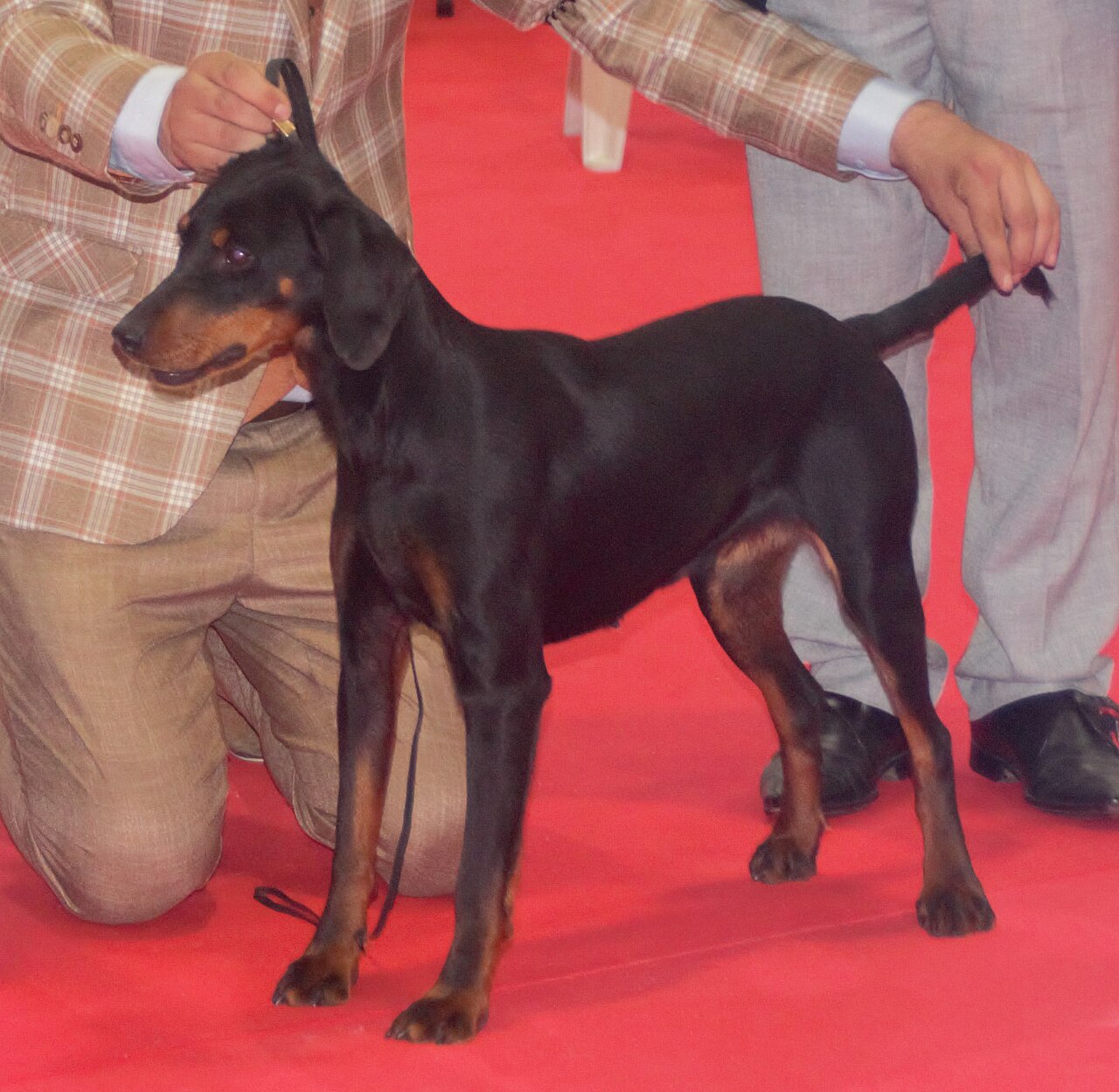 Montenegrin Mountain Hound dog