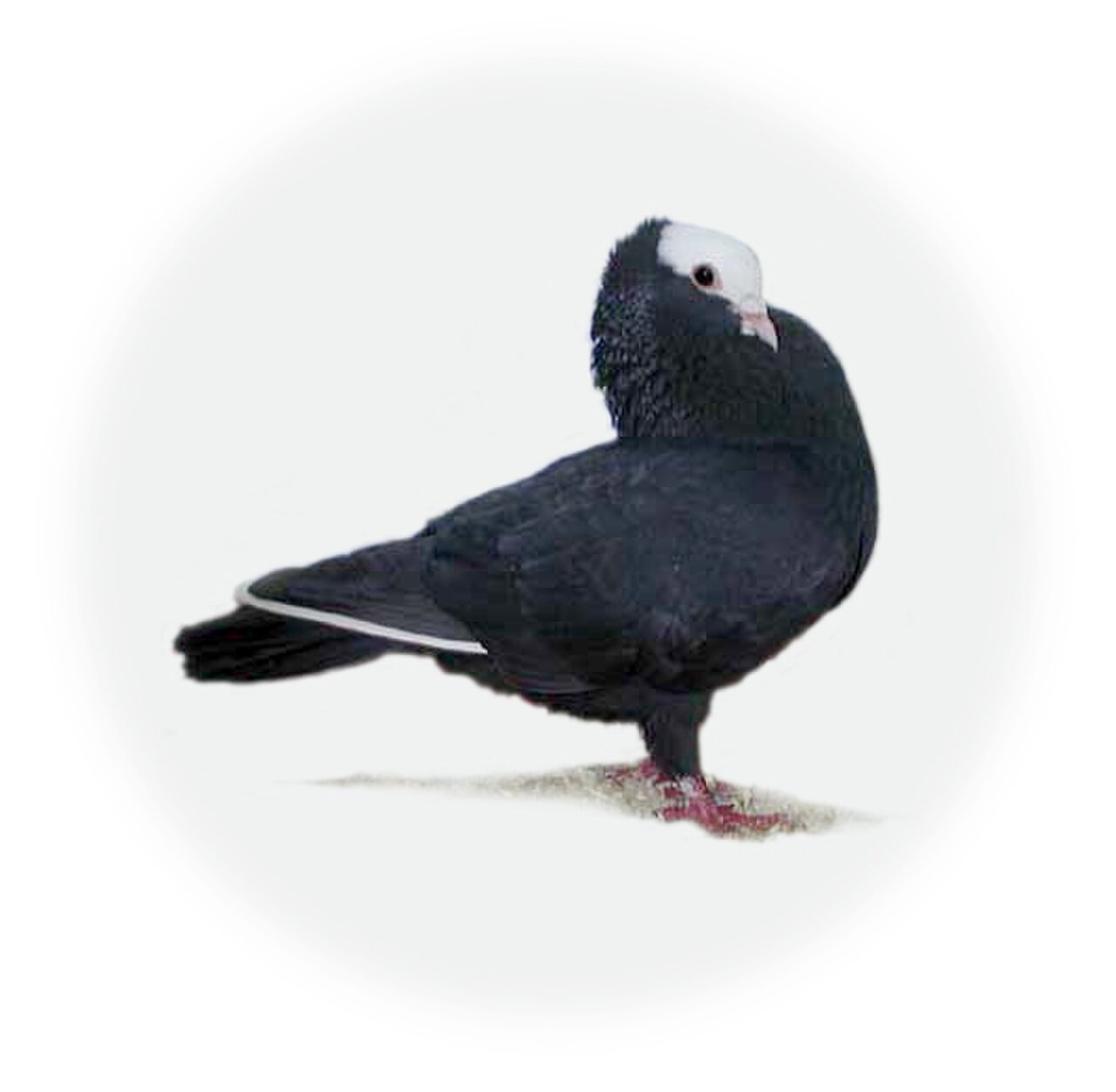 Mookee pigeon