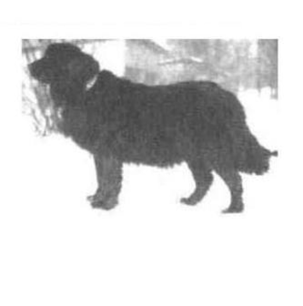 Moscow Water Dog dog