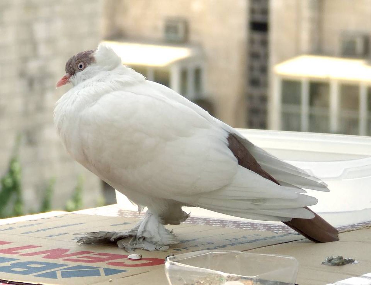 Polish Helmet pigeon