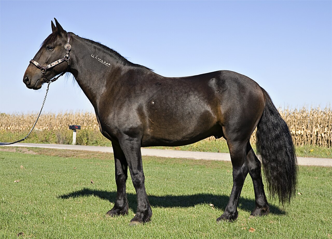 Feral Mustang gelding standing on open range