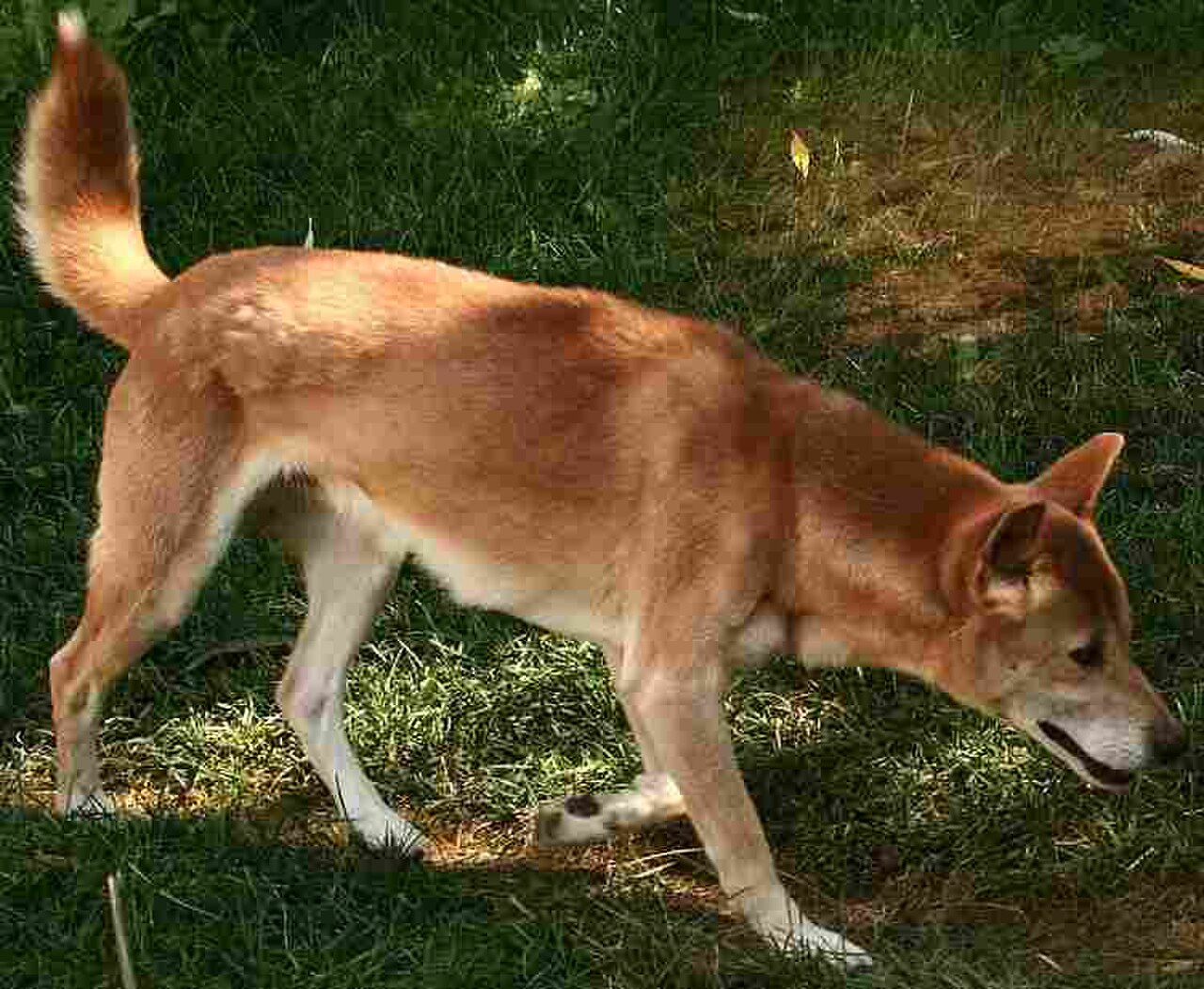 New Guinea singing dog dog