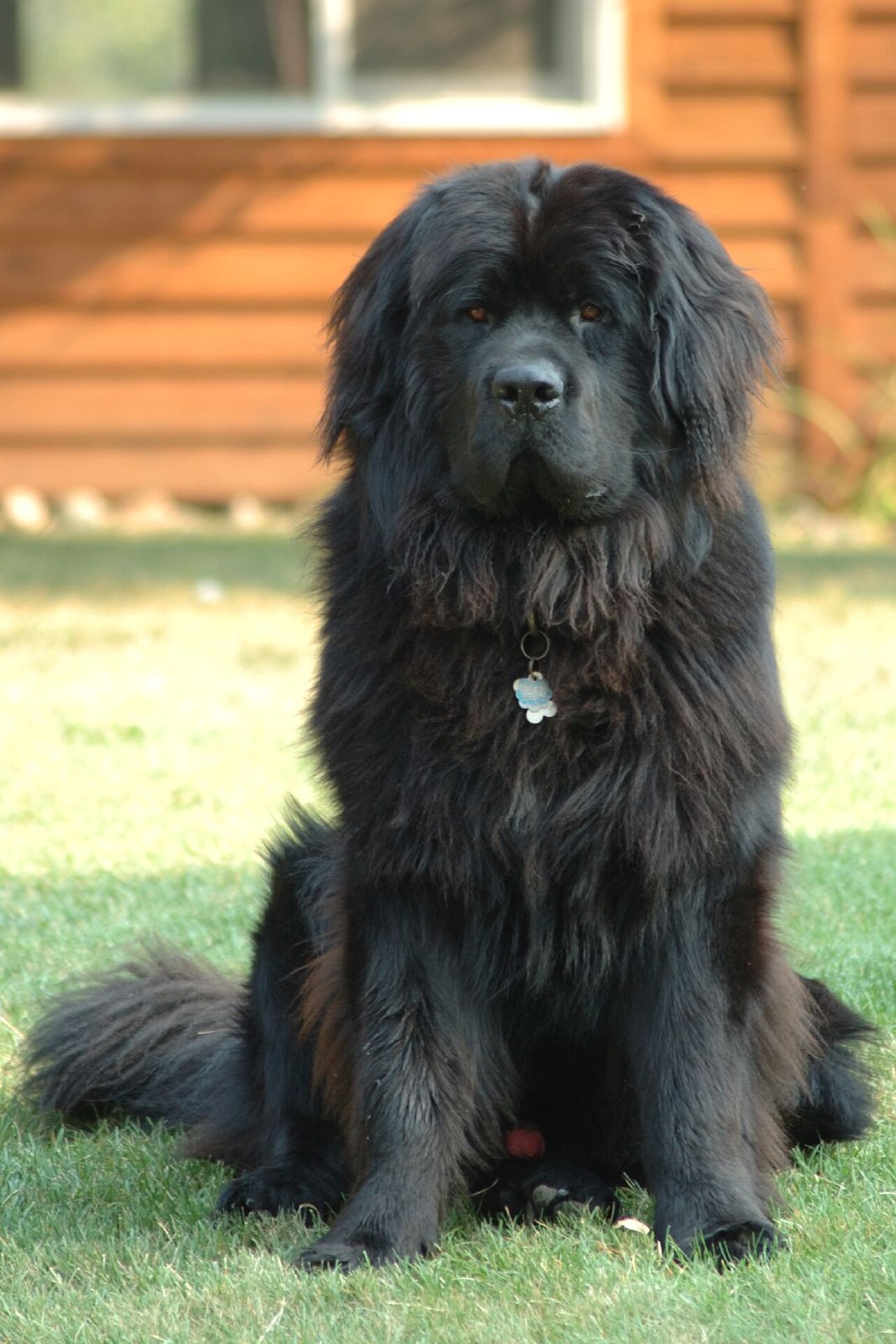 Newfoundland dog dog
