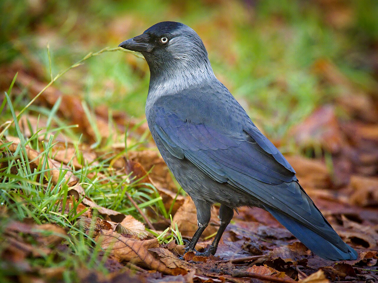Western jackdaw