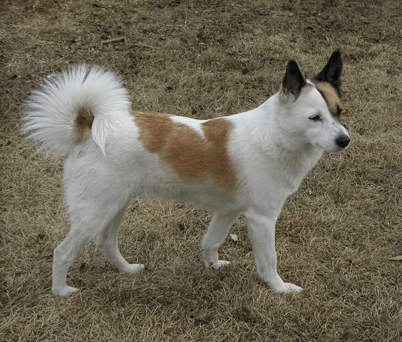 Norrbottenspets dog