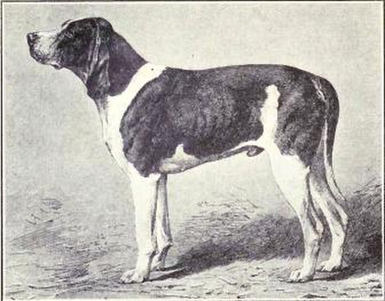 Norman Hound dog