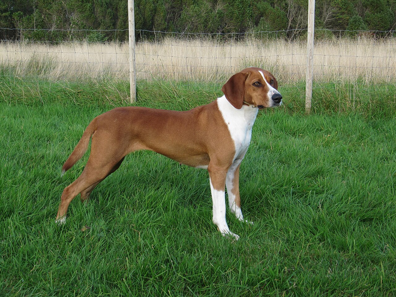 Hygen Hound dog