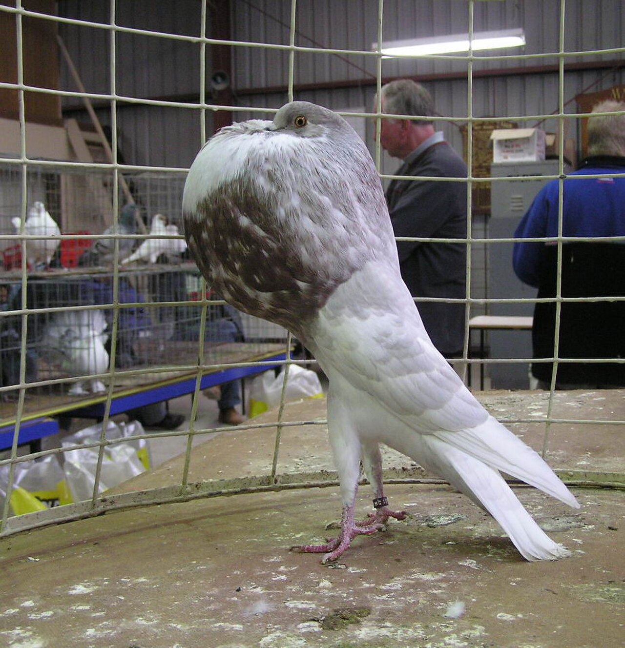 Norwich Cropper pigeon