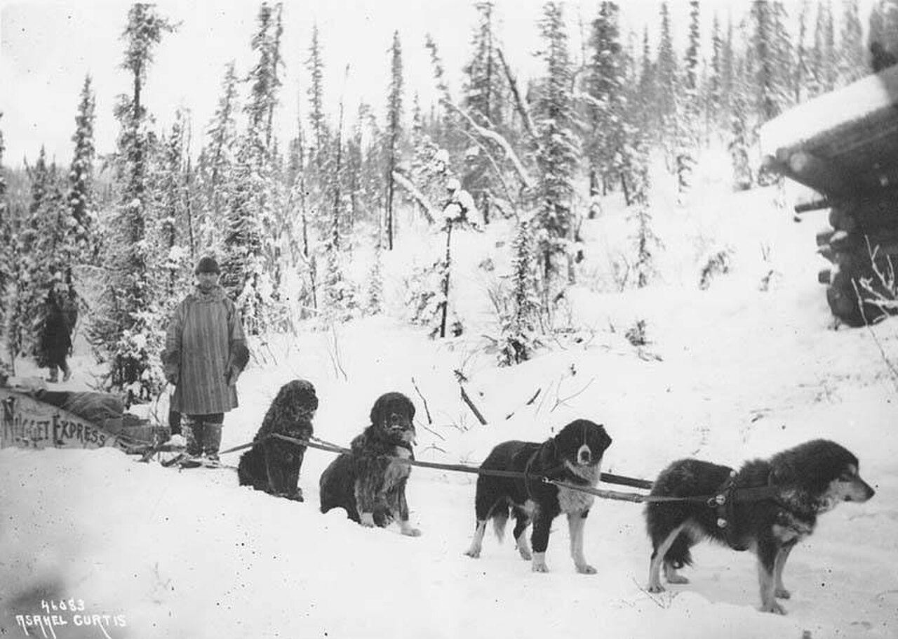 Sled dog dog