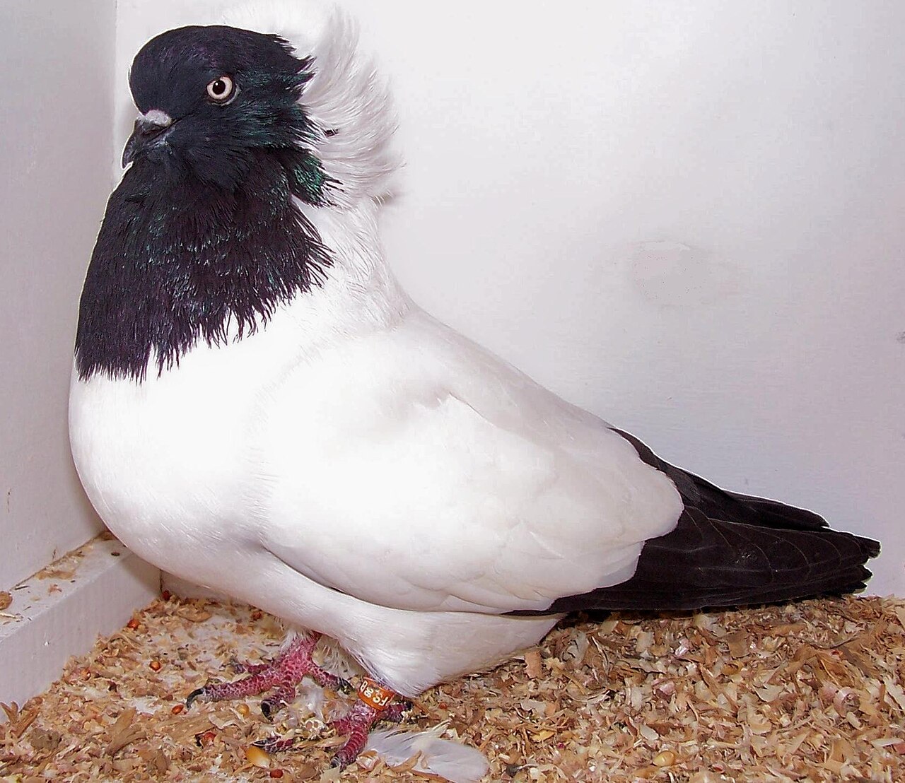 Nun pigeon