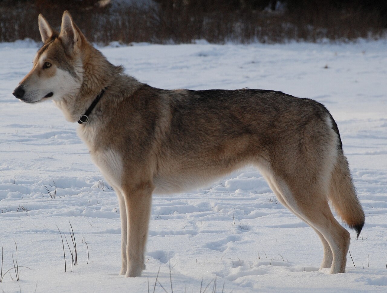 Saarloos wolfdog dog