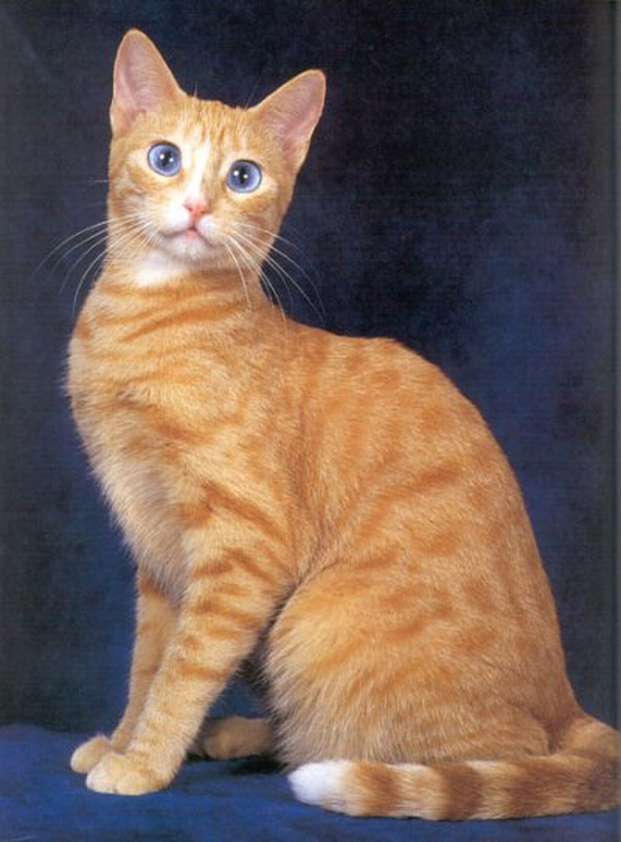 Ojos Azules cat