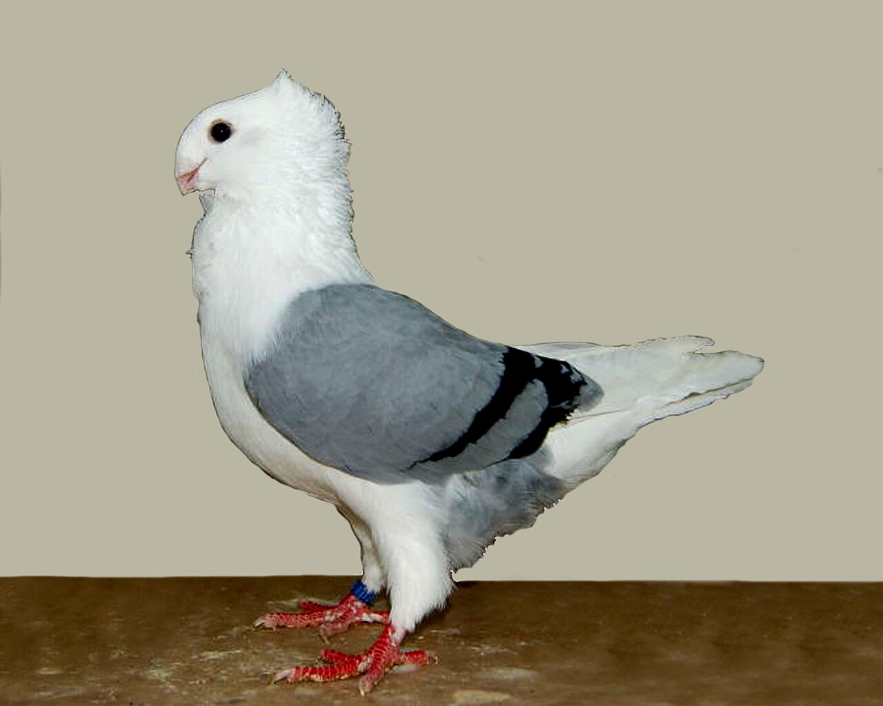 Old Dutch owl pigeon