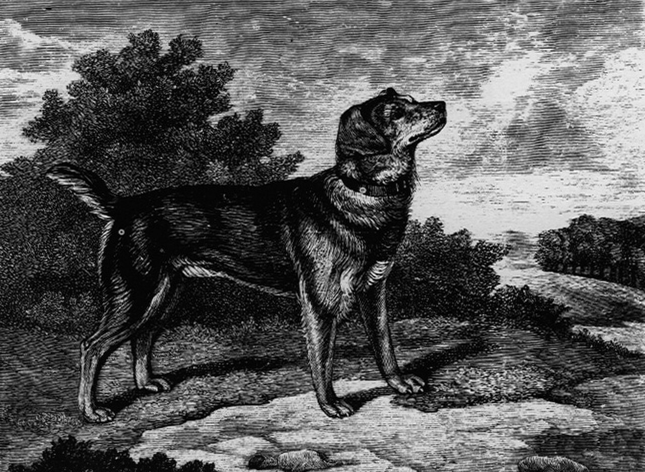 Black and Tan Terrier dog
