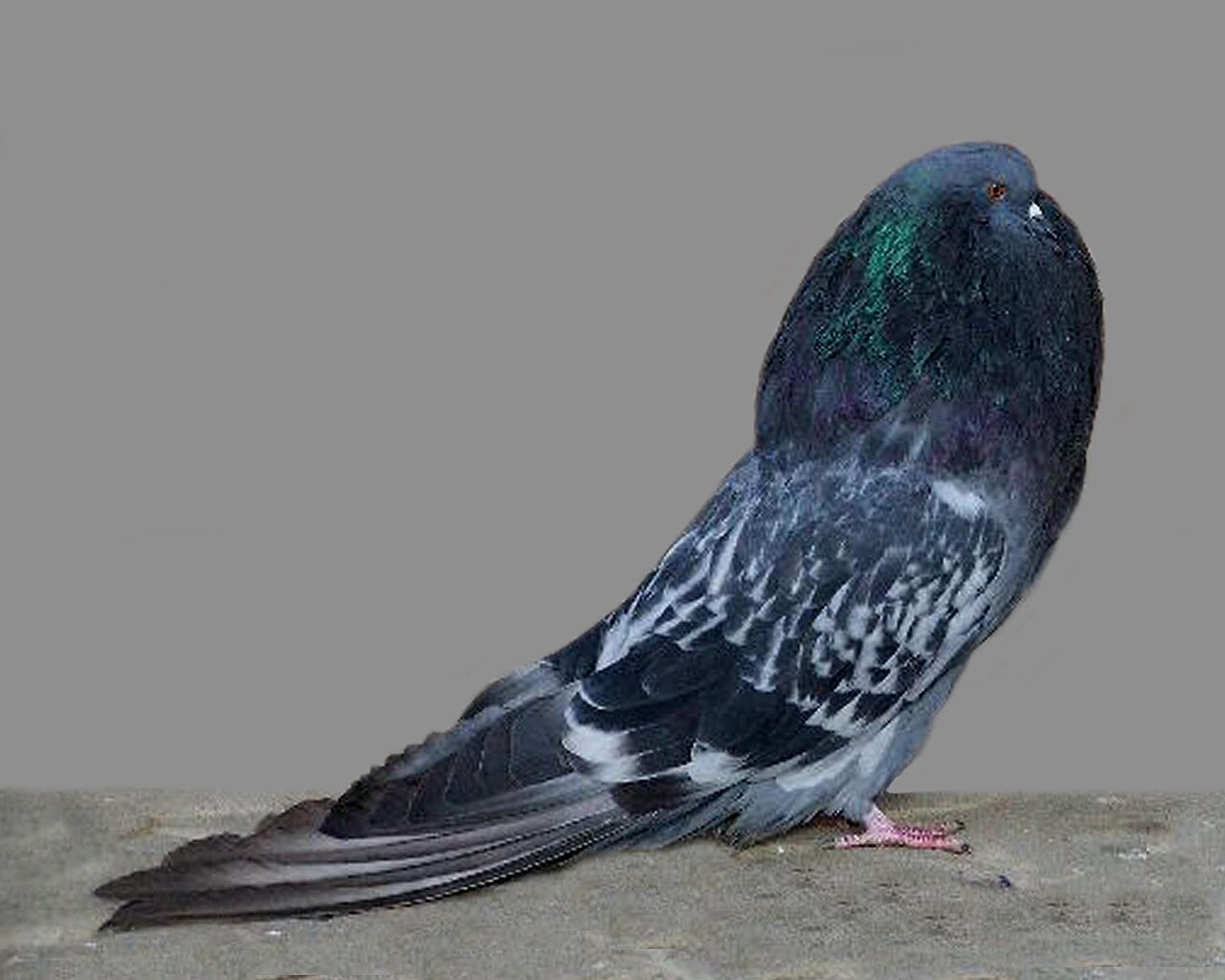 Old German Cropper pigeon