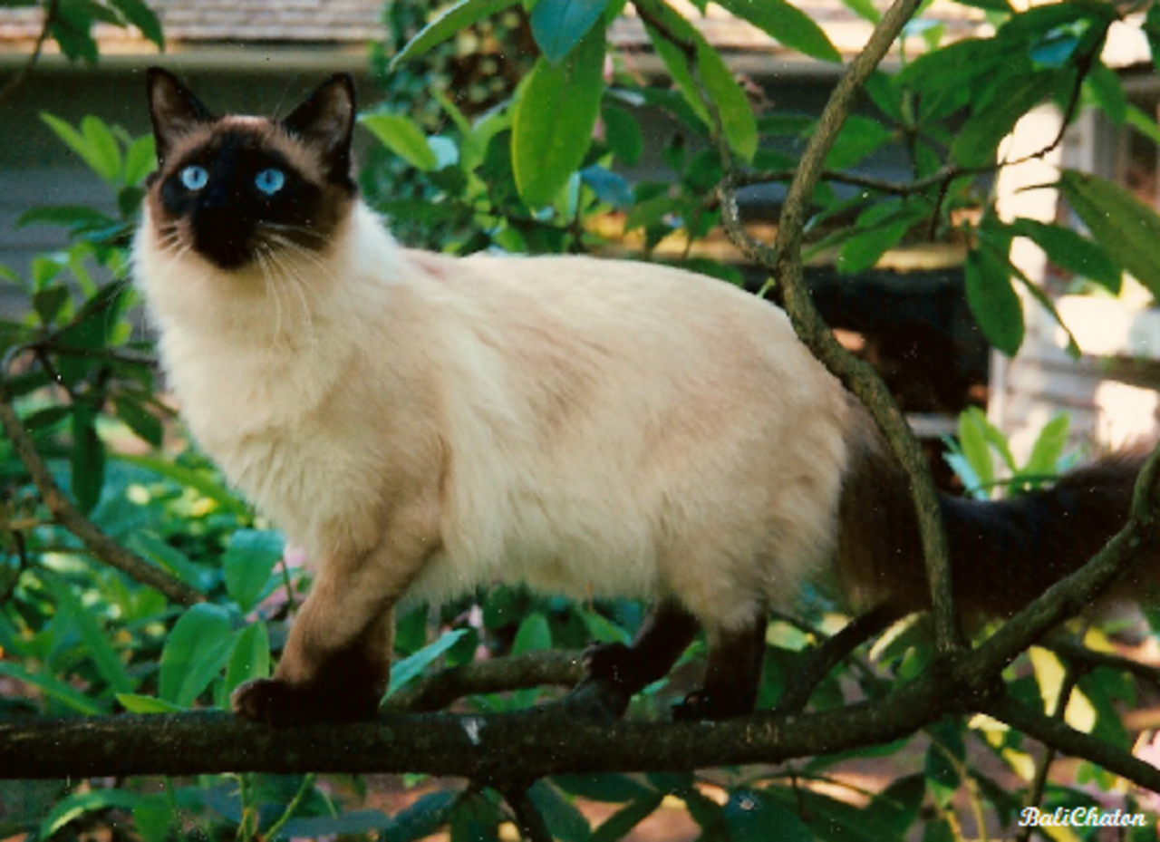 Balinese cat cat