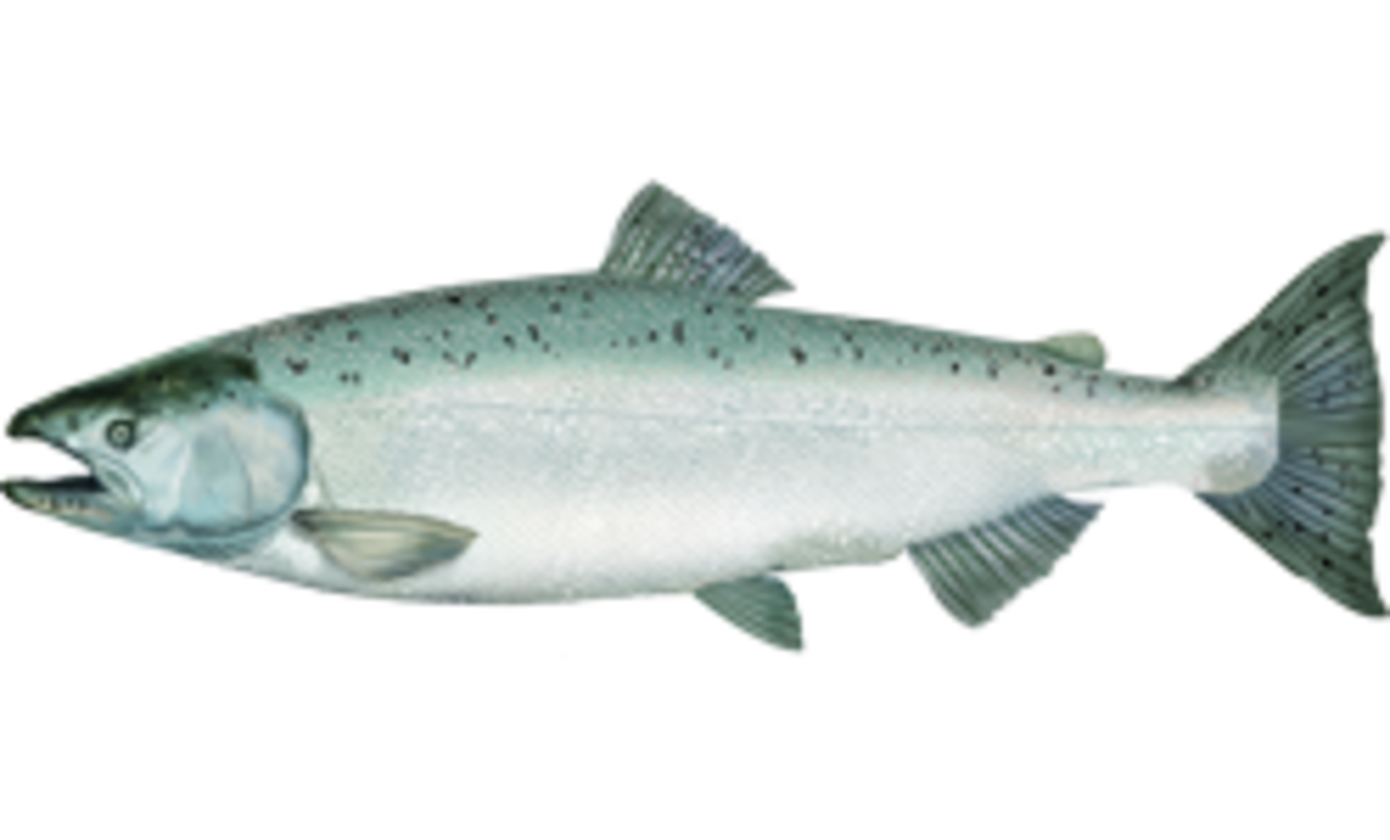 A photo of a Chinook Salmon