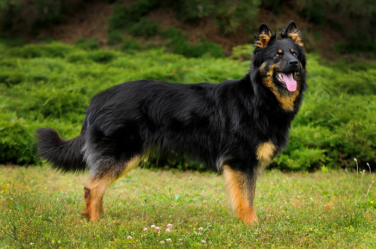 Bohemian Shepherd dog