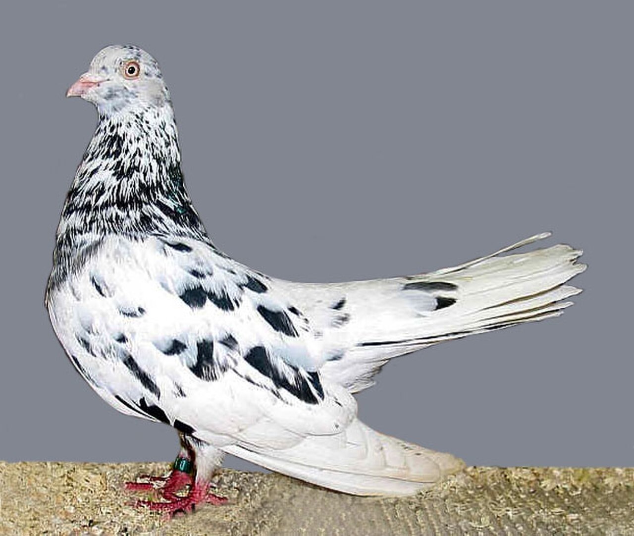 Oriental Roller pigeon