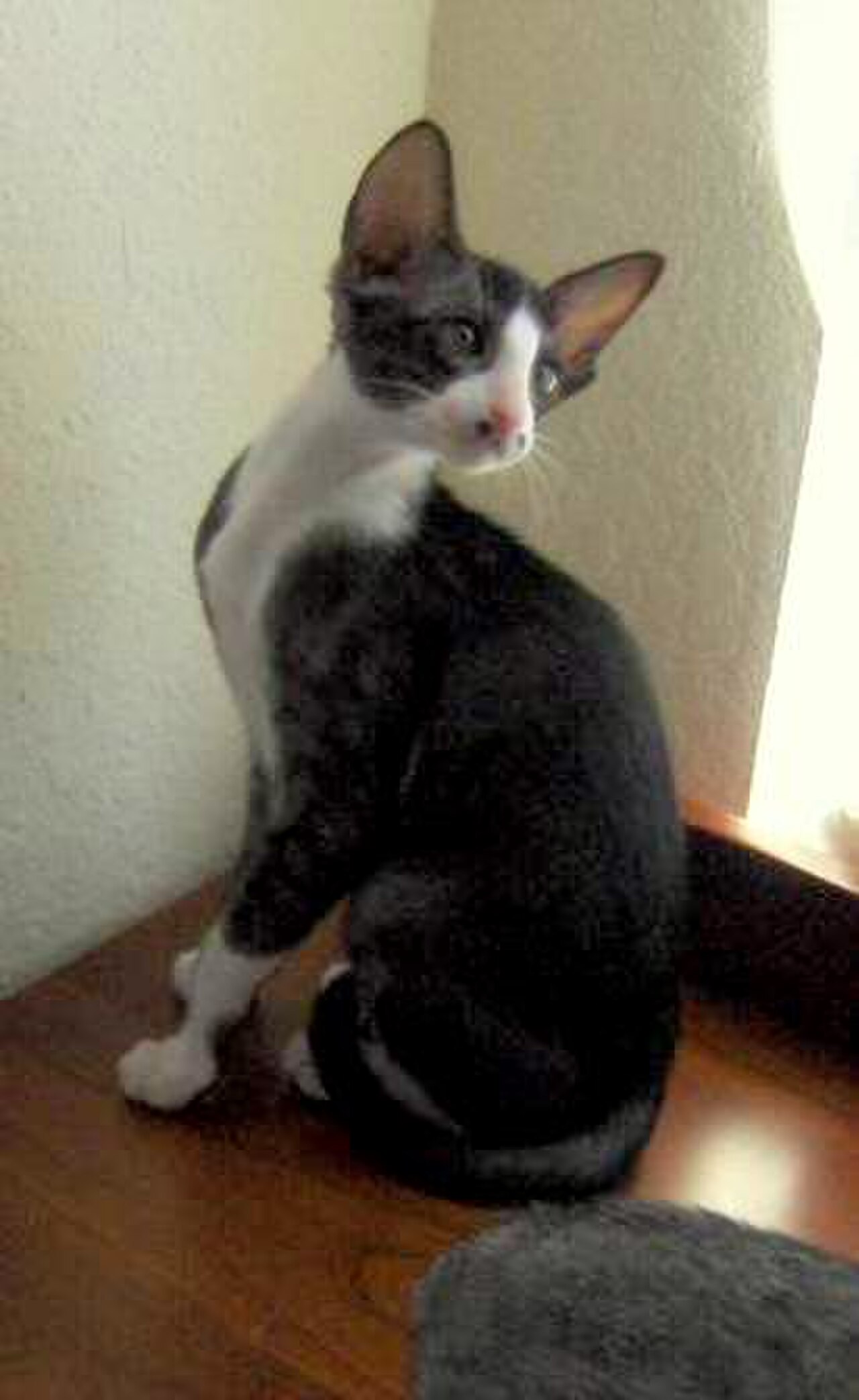 Oriental Bicolour cat