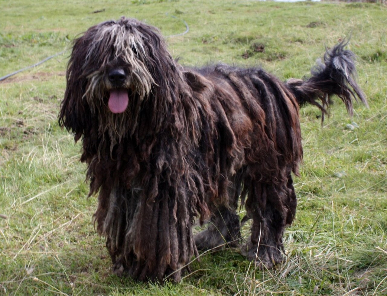 Bergamasco Shepherd Dog dog