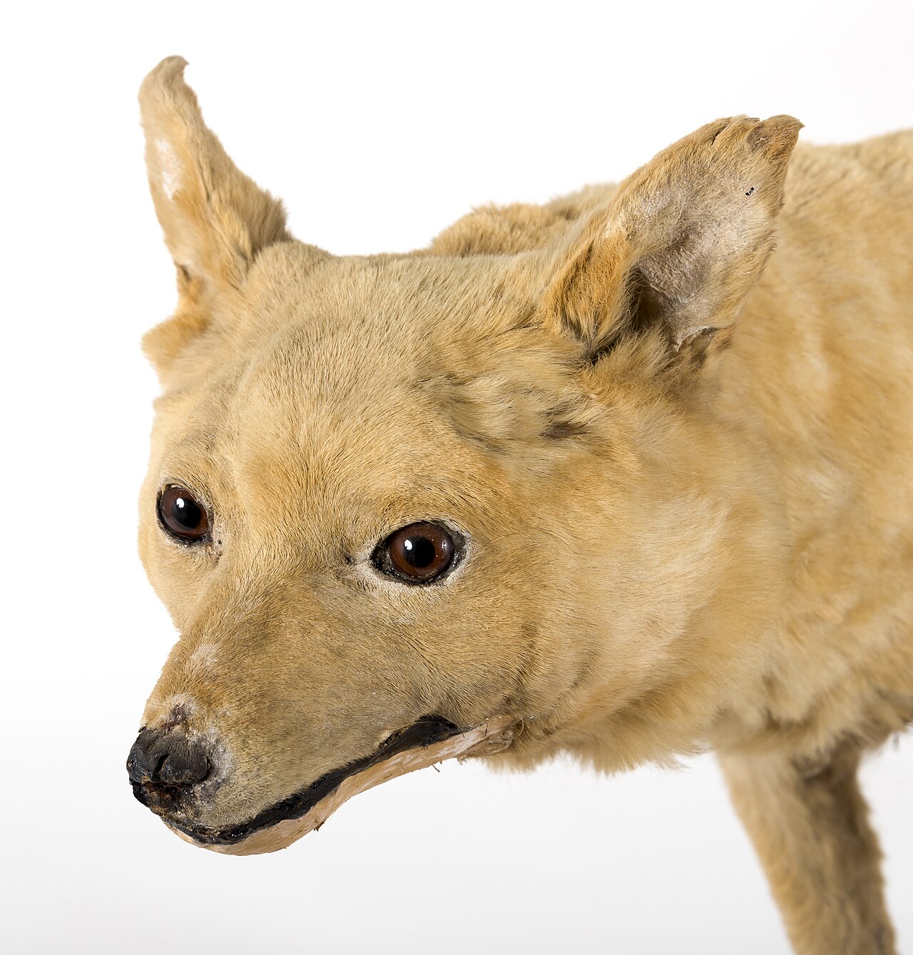 Kurī dog