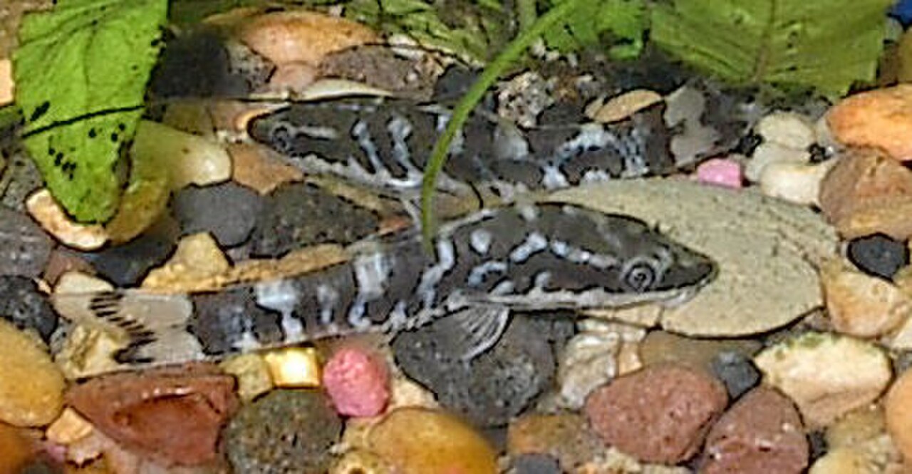 A photo of a Zebra Oto