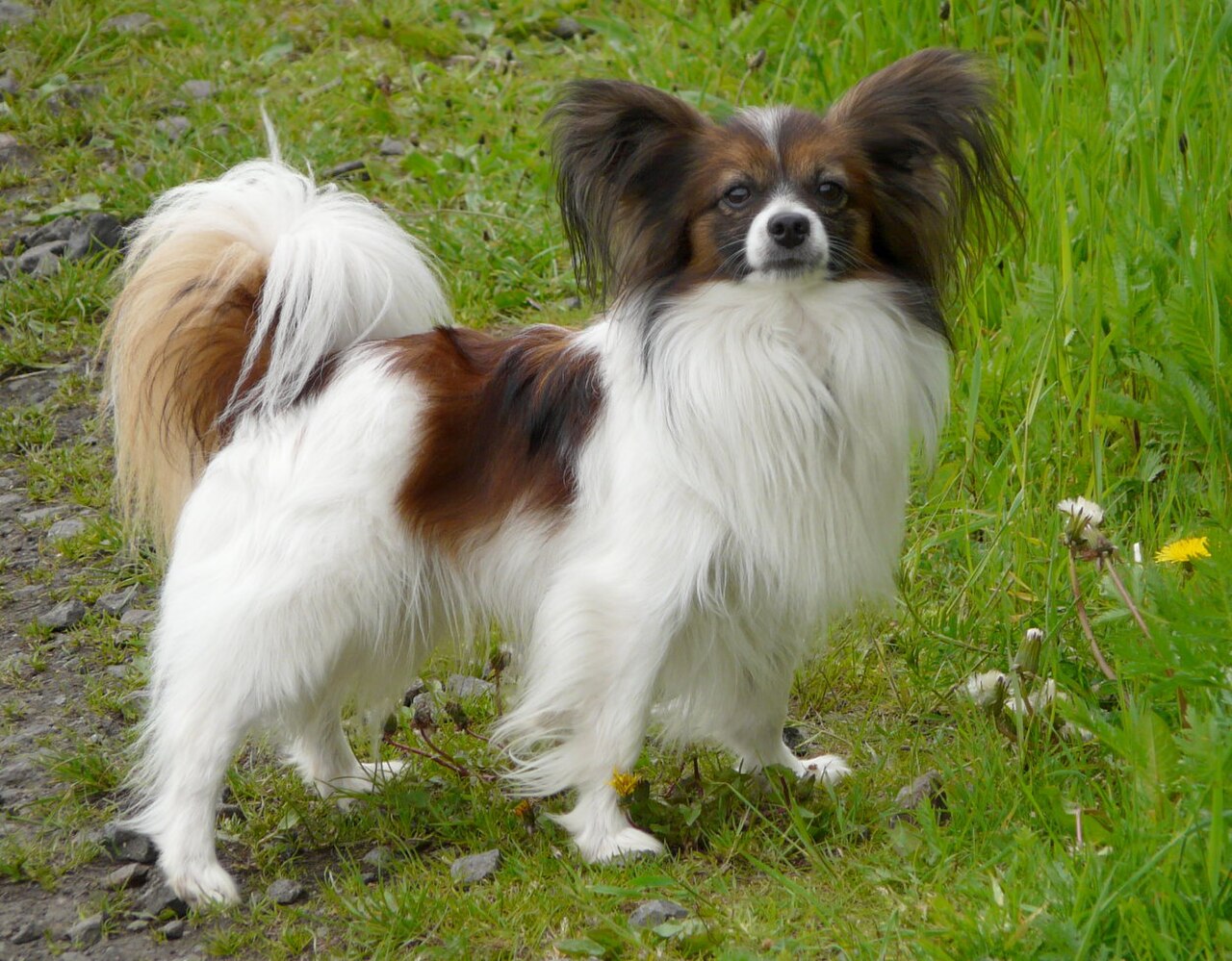 Continental Toy Spaniel dog