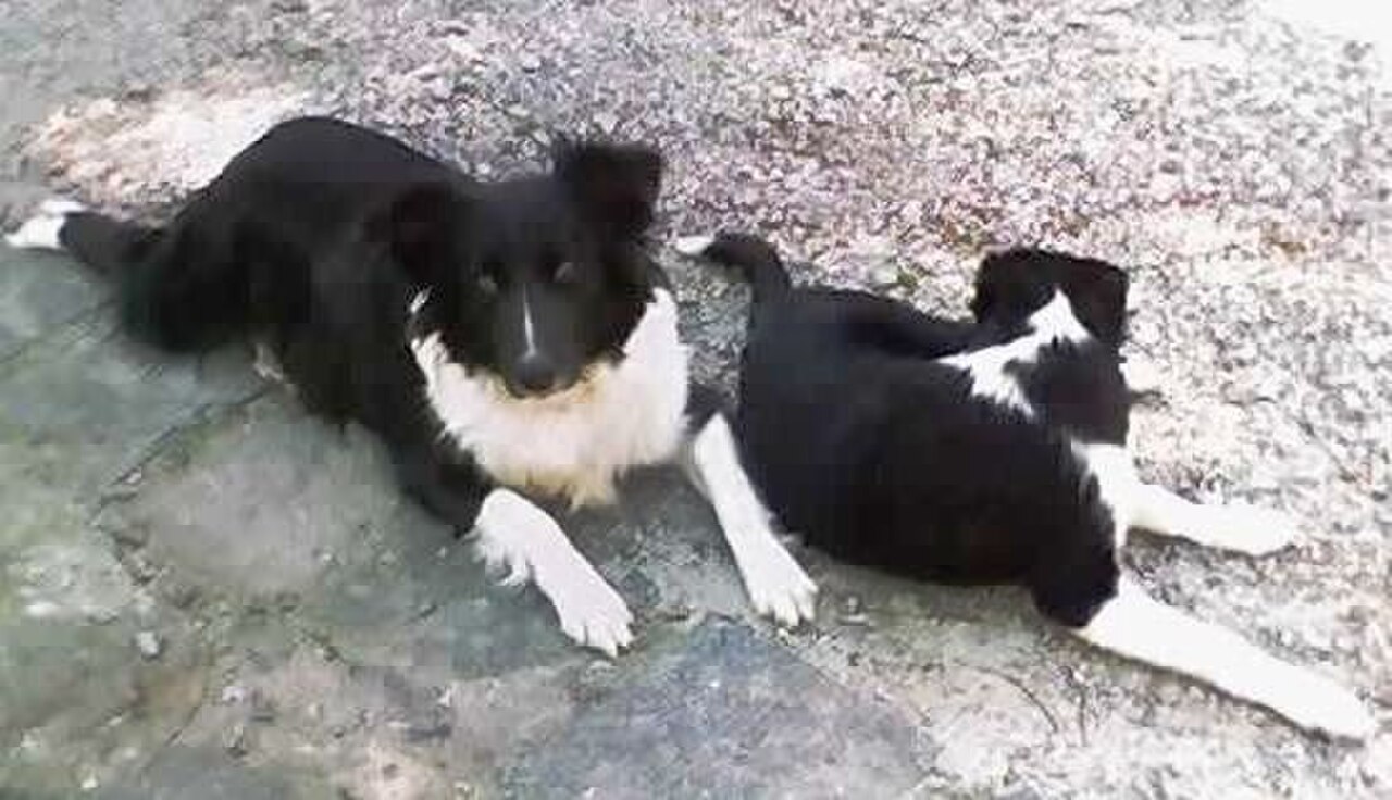 Gaucho sheepdog dog