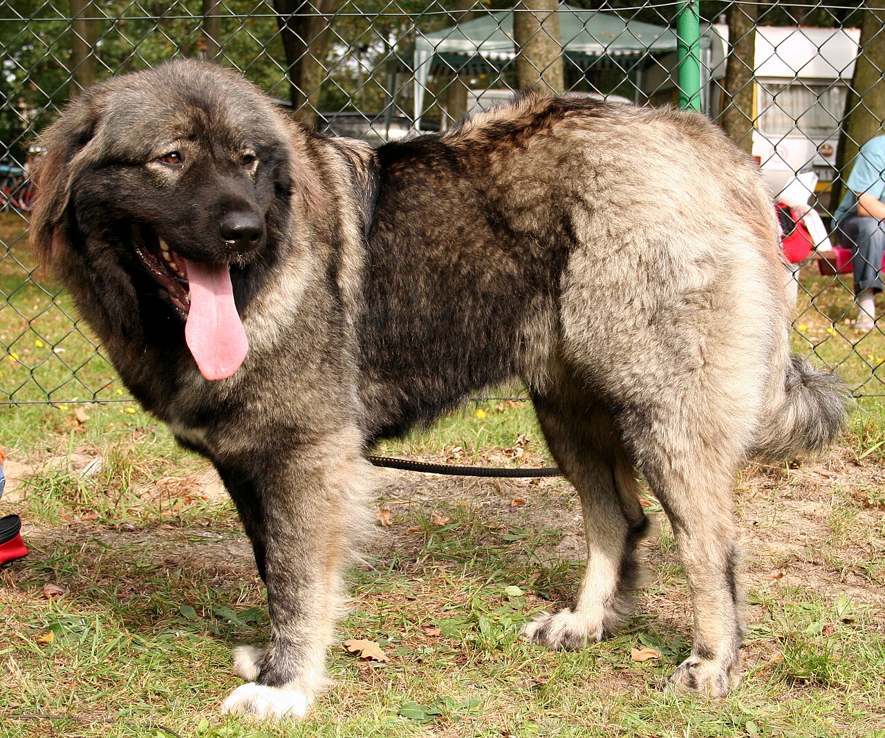 Caucasian Shepherd Dog dog