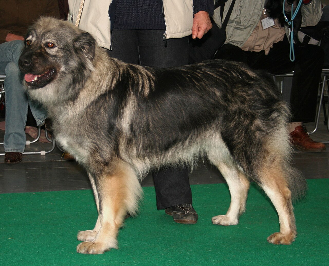Karst Shepherd dog