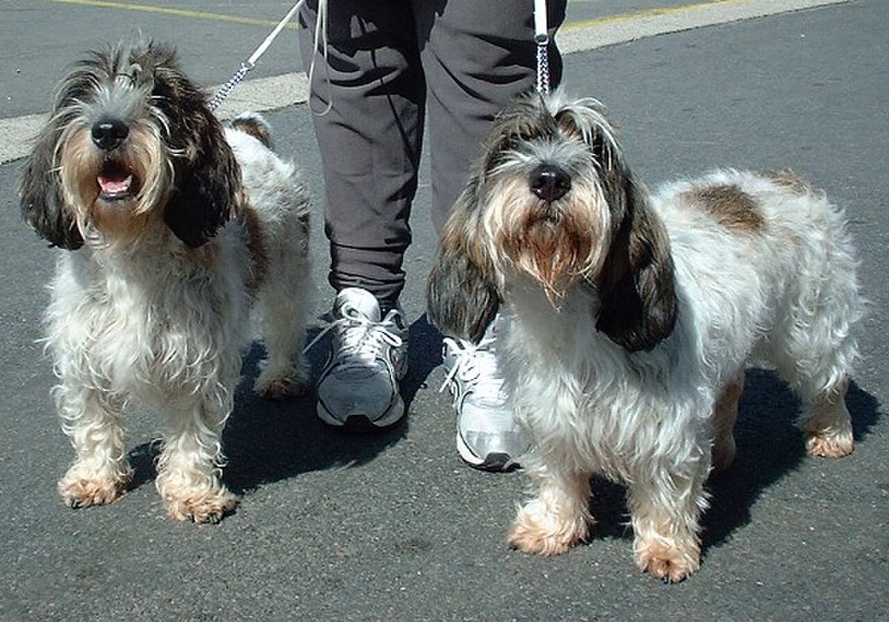 Petit Basset Griffon Vendéen dog