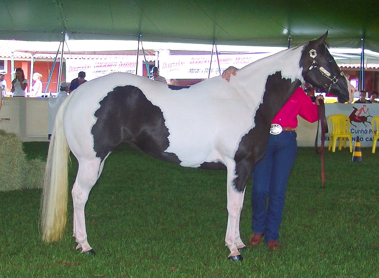 American Paint Horse with a tobiano coat pattern