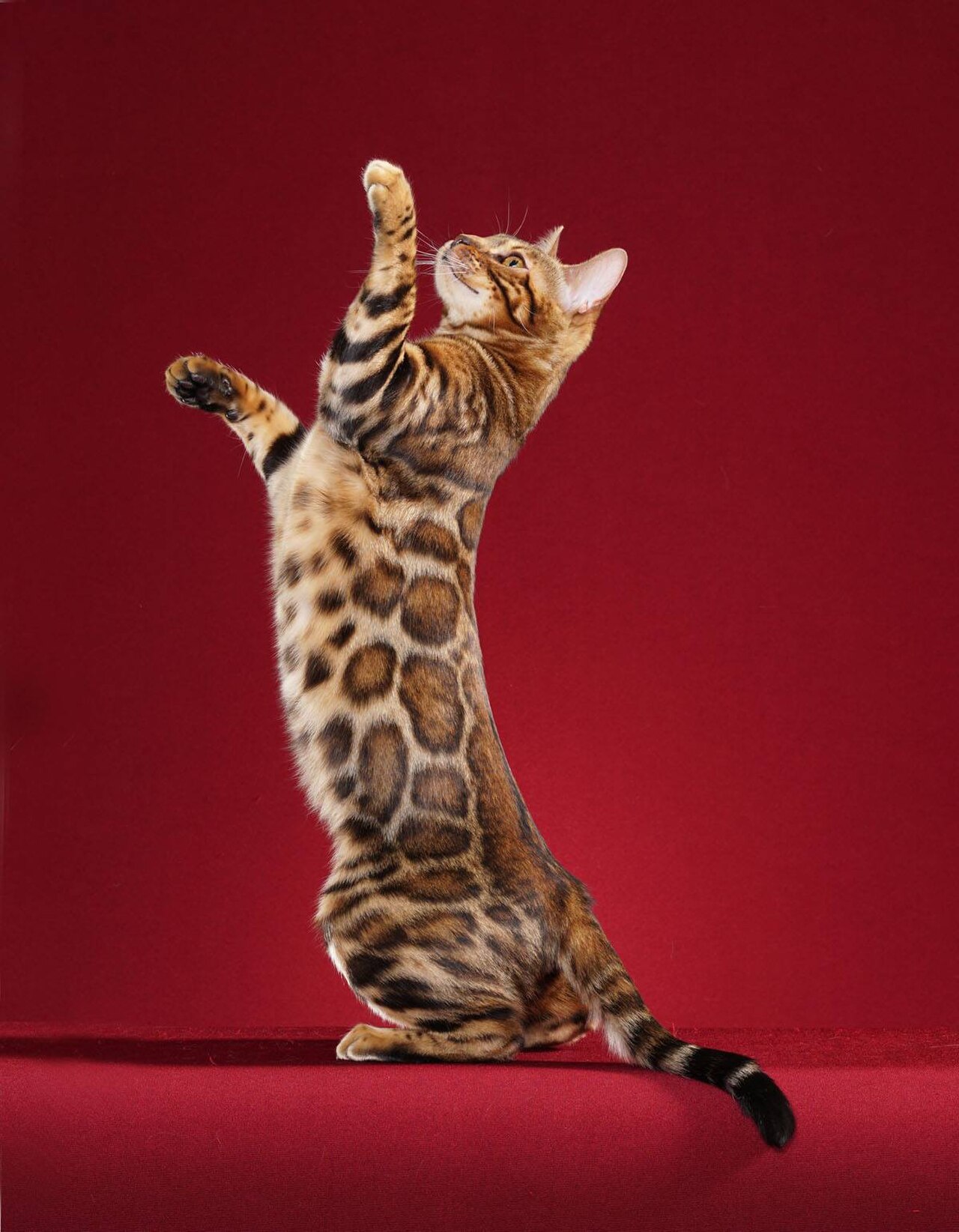 Bengal cat cat