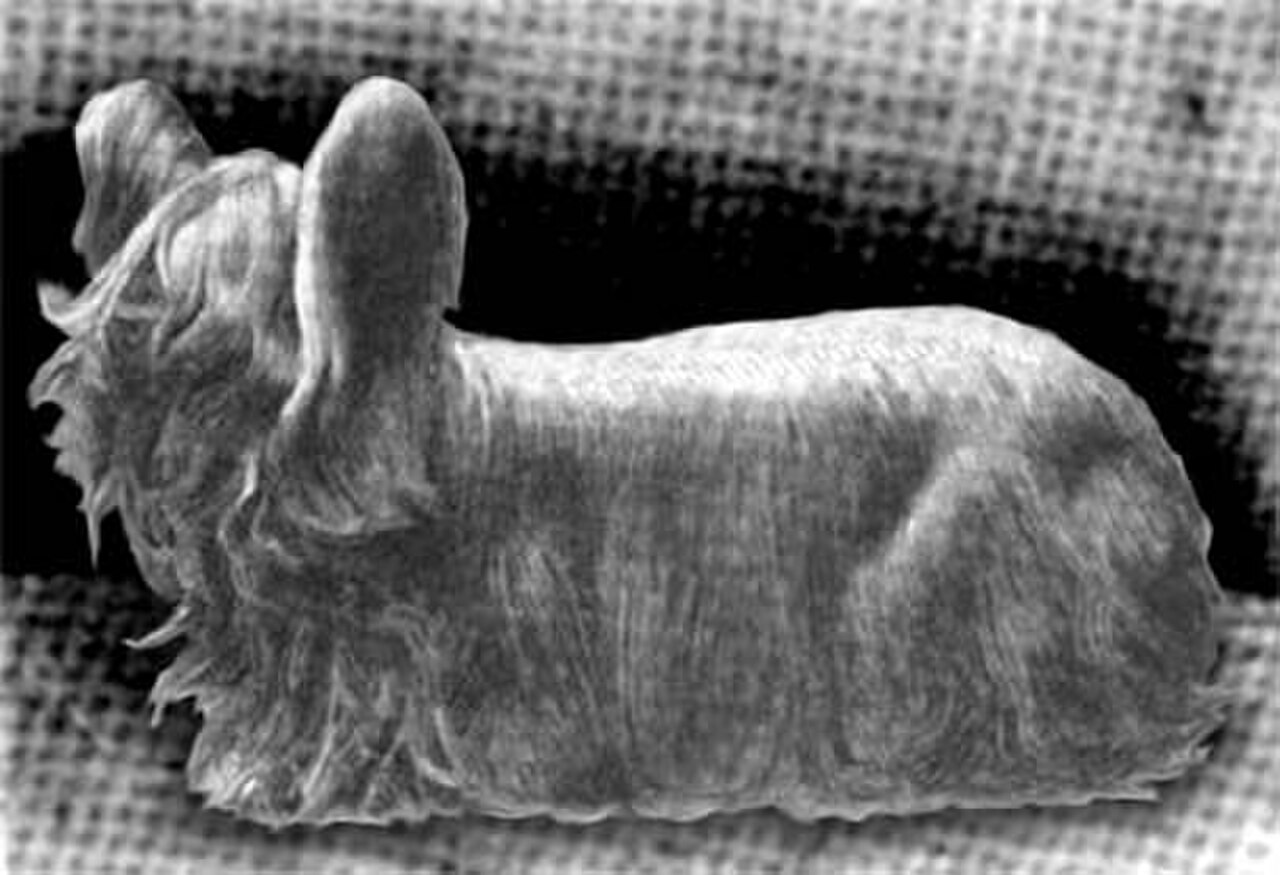 Paisley Terrier dog