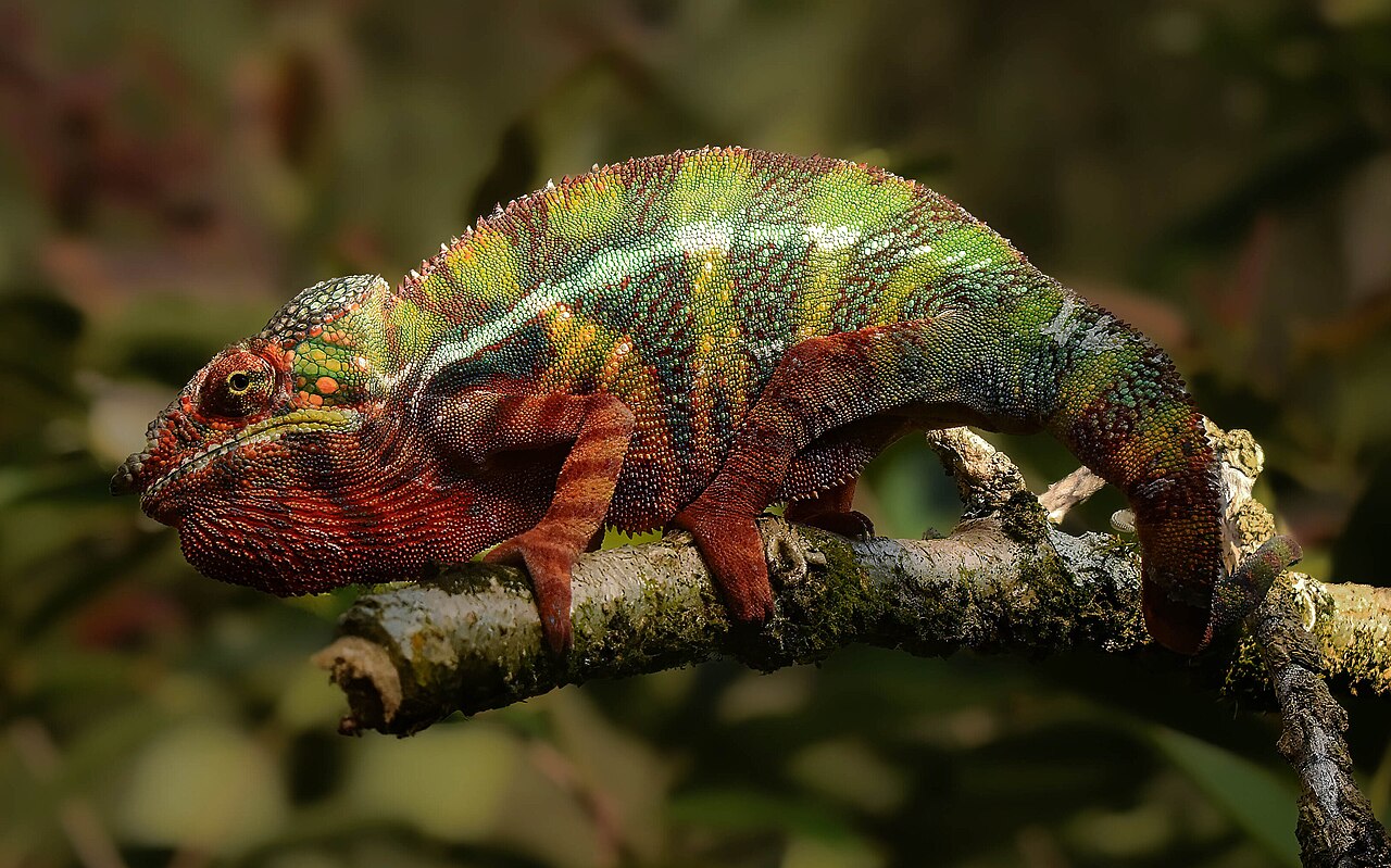 Chameleon