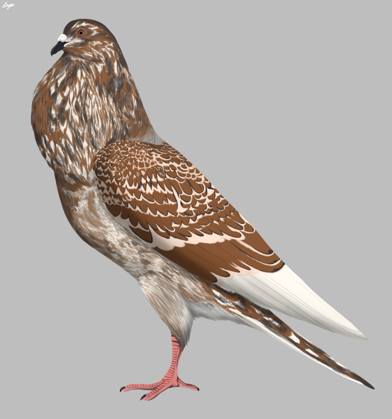 Parisian pouter pigeon