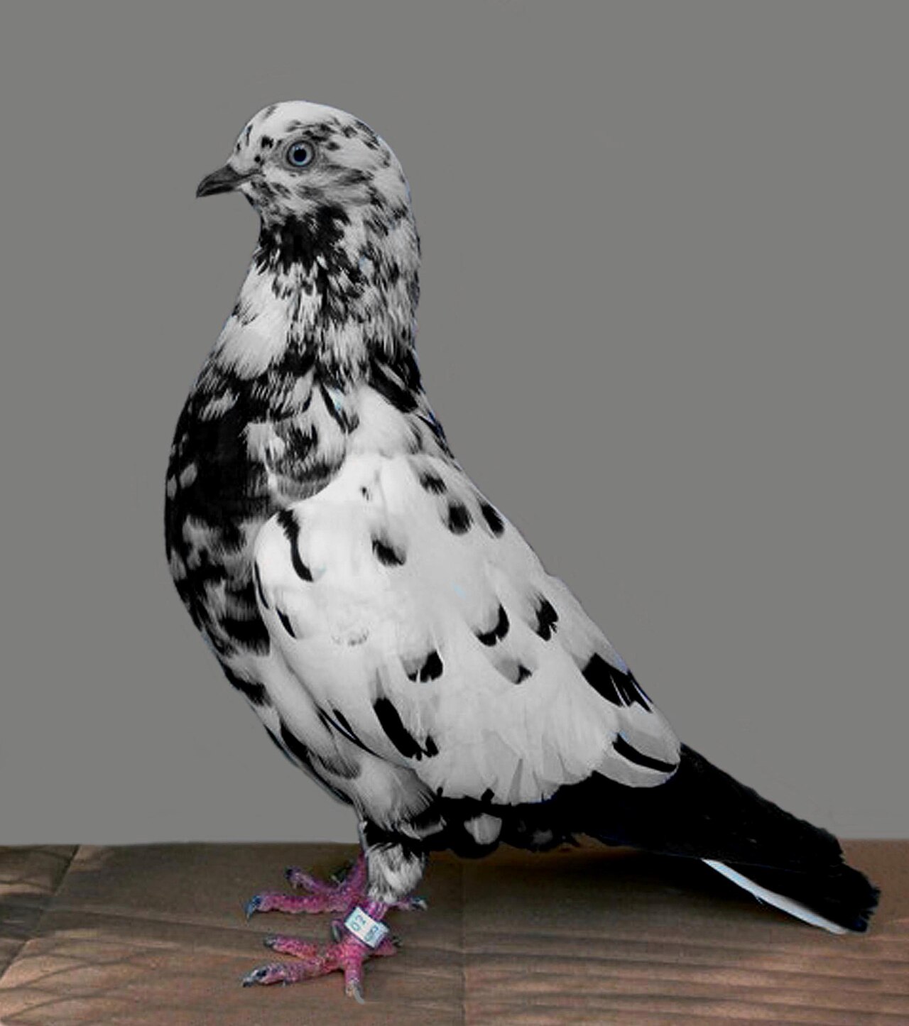 Parlor Roller pigeon