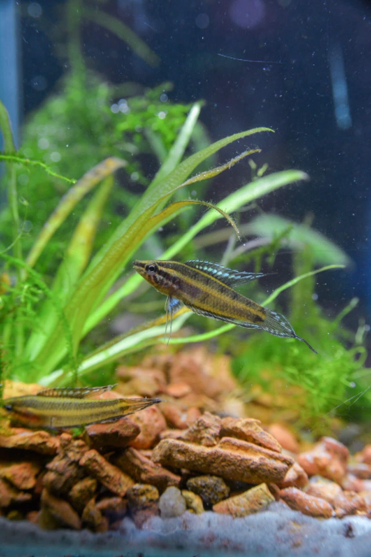 A photo of a Licorice Gourami