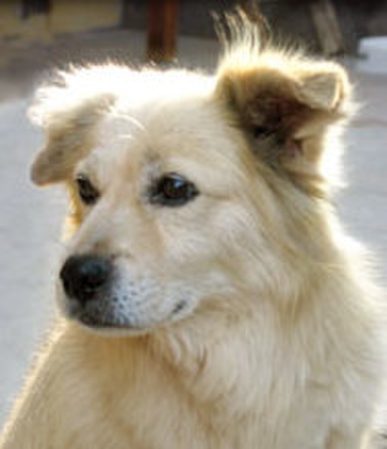 Chiribaya Dog dog
