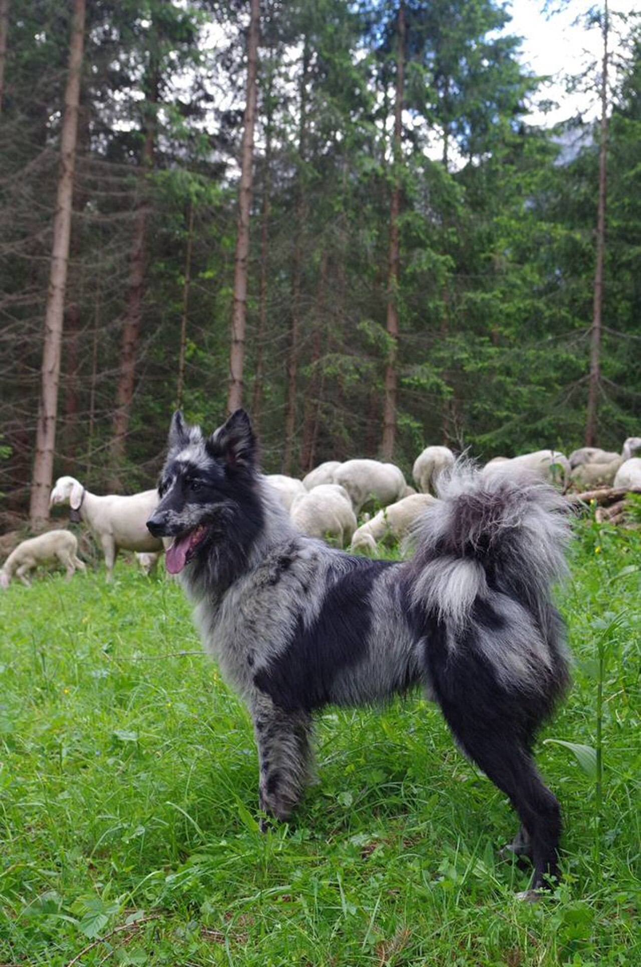 Pastore della Lessinia e del Lagorai dog