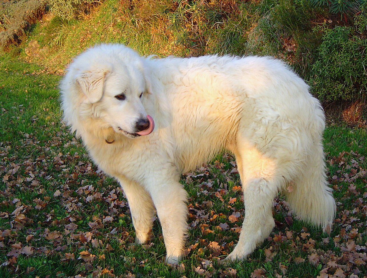 Maremmano-Abruzzese Sheepdog dog