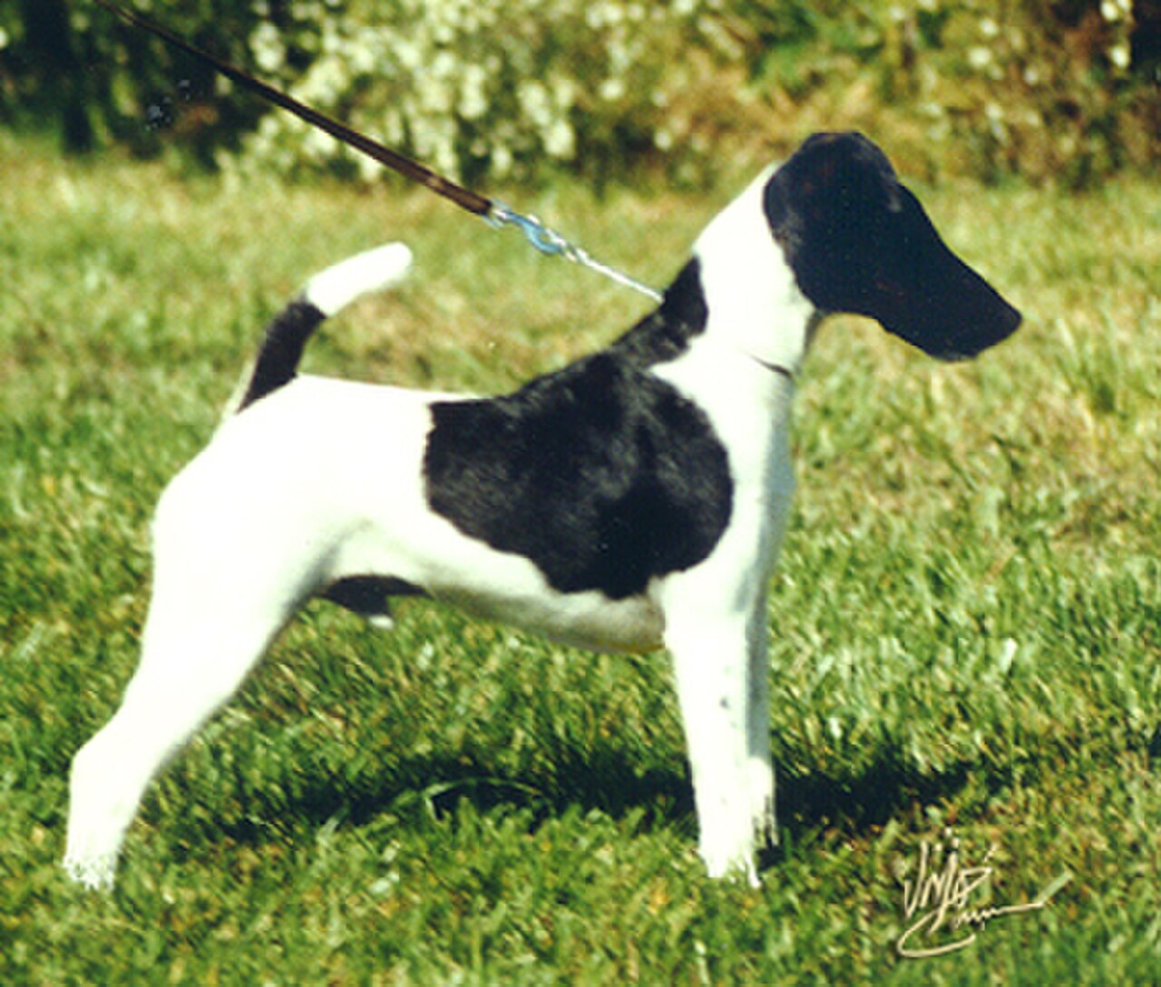Smooth Fox Terrier dog