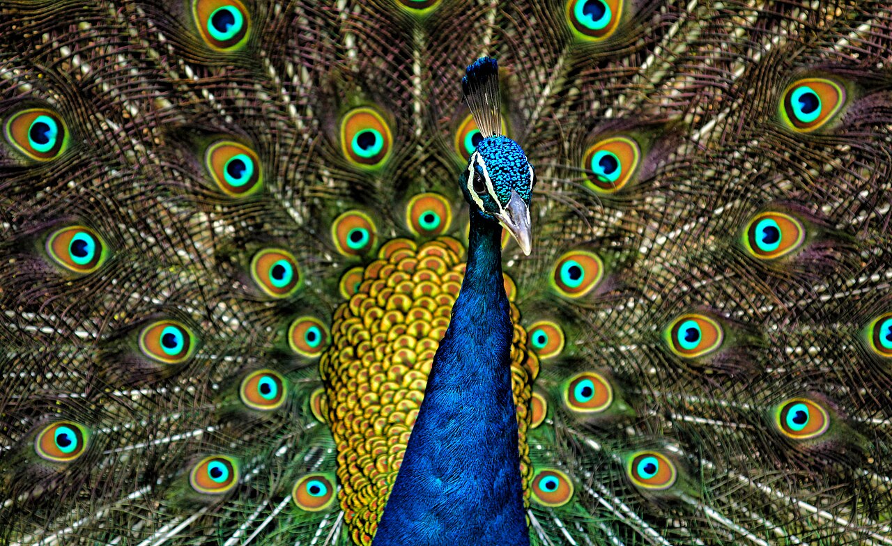 Peafowl