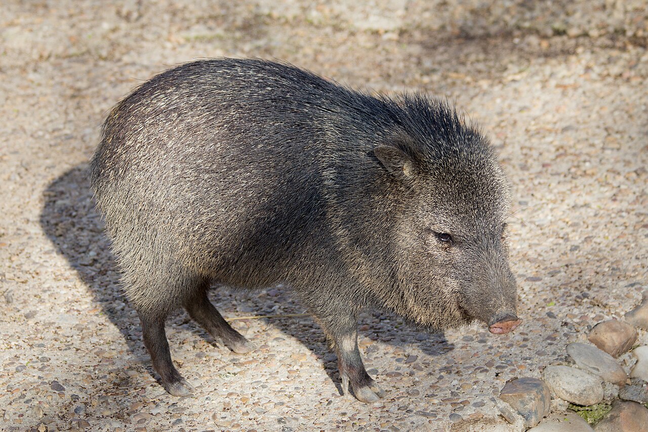 Peccary