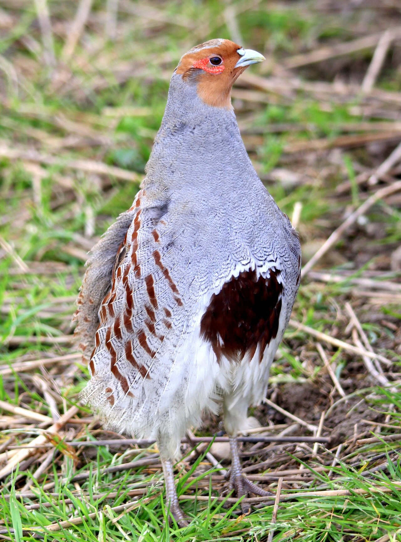 Grey partridge