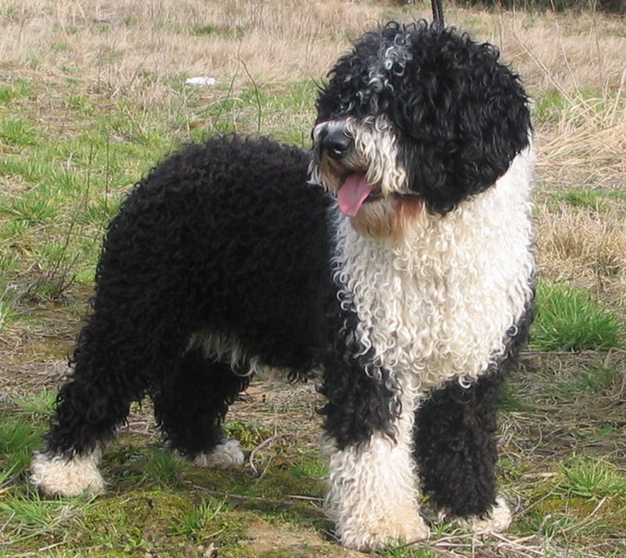 Spanish Water Dog dog