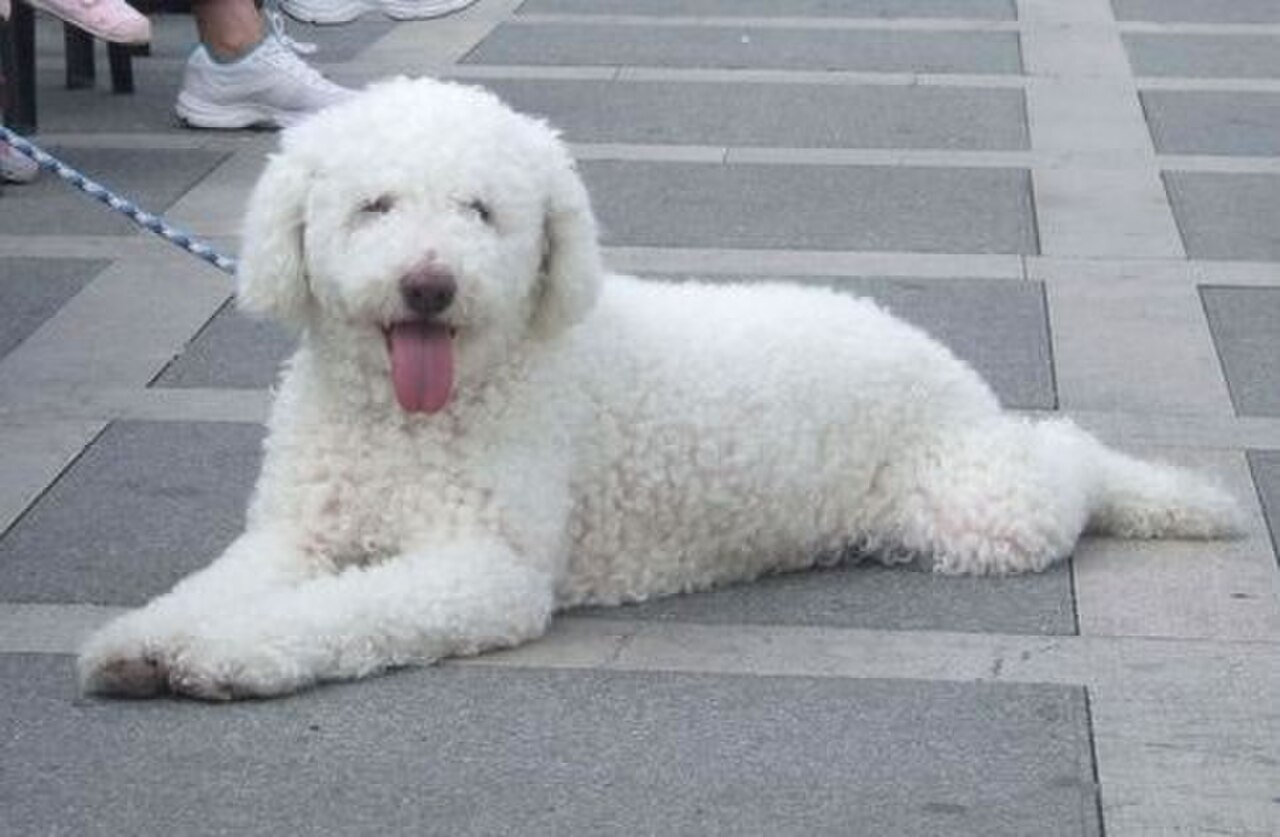 Cantabrian Water Dog dog