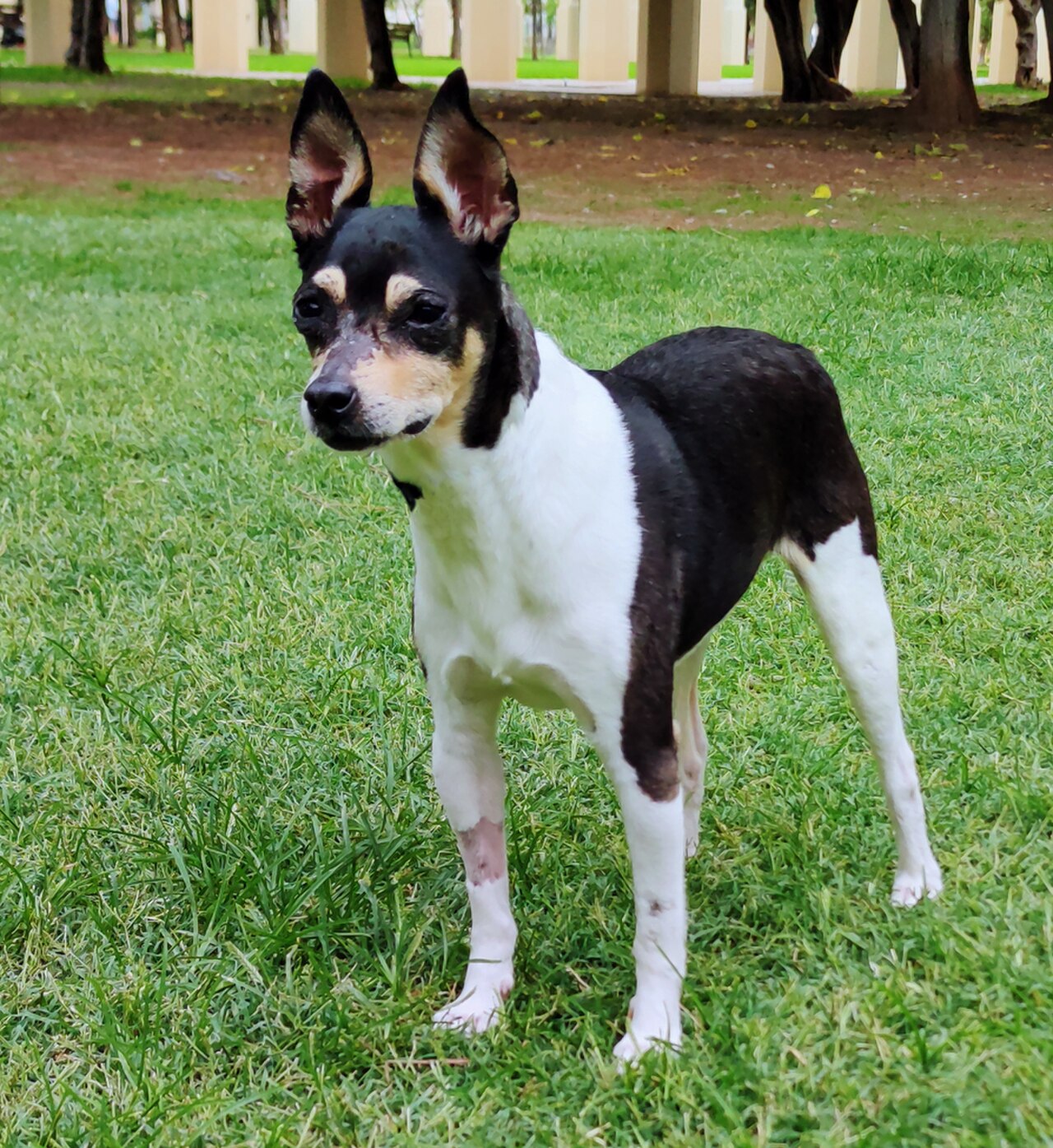 Ratonero Valenciano dog